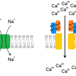 Regulation of the MCU calcium transporter